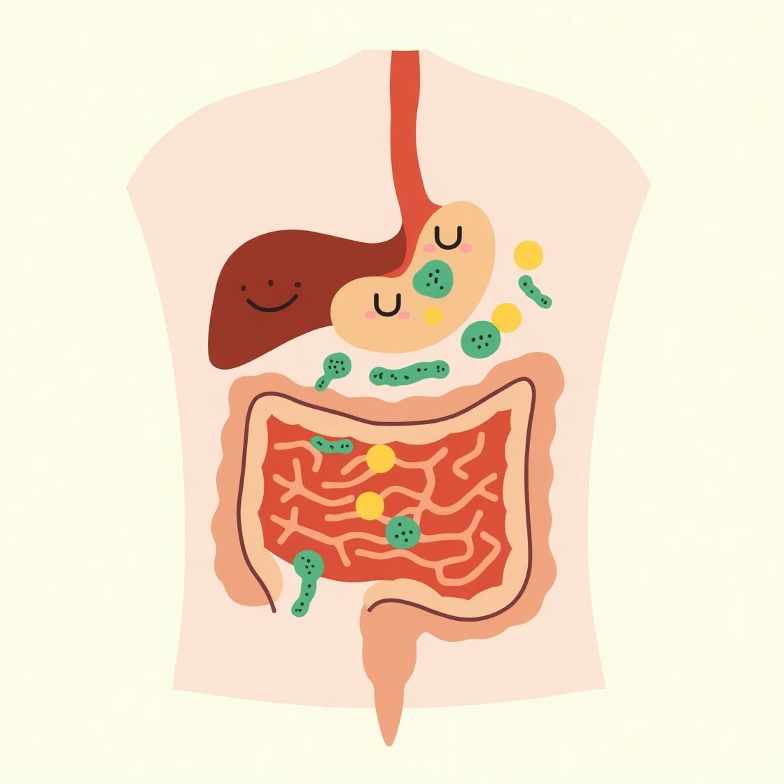 Welche Rolle spielt das Milieu (pH-Wert) im Darm für das Bakterienwachstum?